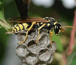 It's peak yellowjacket season in Michigan, and they're as mean as ever