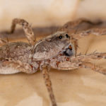 close up of wolf spider on floor