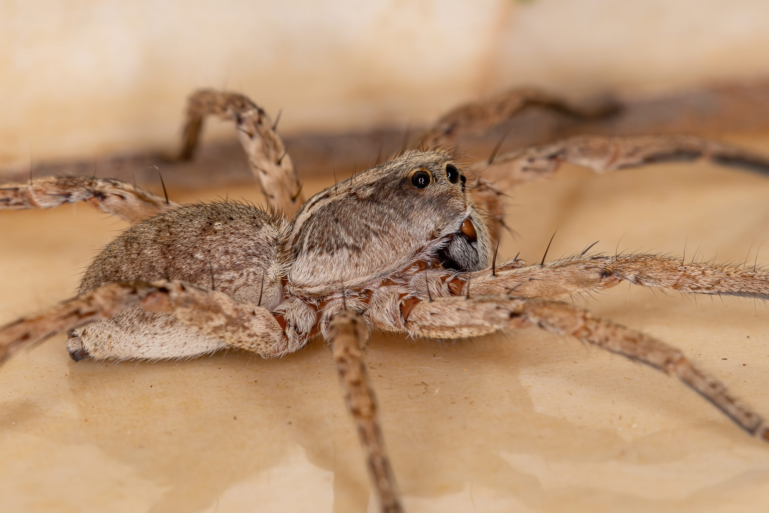 close up of wolf spider on floor