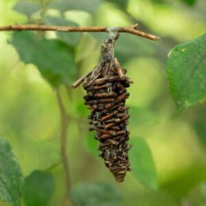 Bagworm hanging from a tree in their bag