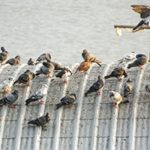 A flock of pigeons on top of a structure with bird droppings