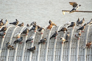 A flock of pigeons on top of a structure with bird droppings