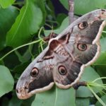 A brown moth on leaves