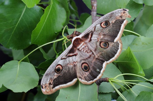 A brown moth on leaves
