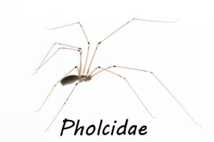 Cellar spider, a harmless spider that preys on some of the most venomous spiders in the world