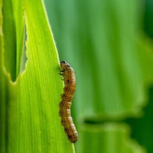 A fall armyworm crawling up a blade of grass