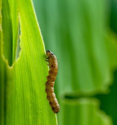 A fall armyworm crawling up a blade of grass