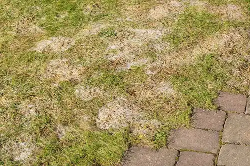 Photo of a lawn with patches of fungus - Keep pests away from your lawn with Arrow Exterminators in OK