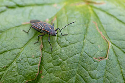 How to Get Rid of Boxelder Bugs in Oklahoma | Arrow Exterminators, Inc.
