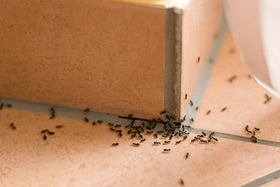 How to get Rid of Ants in Oklahoma in your area