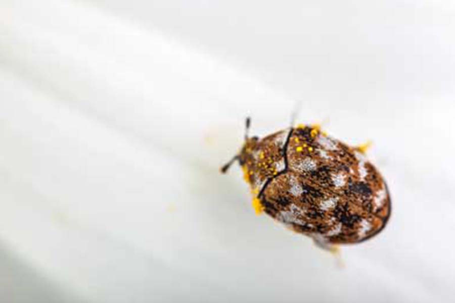 How to Tell if You Have Bed Bugs or Carpet Beetles; Arrow Exterminators, Inc