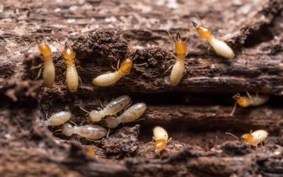 Termites swarming on a decaying log