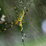 Joro Spider in Oklahoma | Arrow Exterminators, Inc.