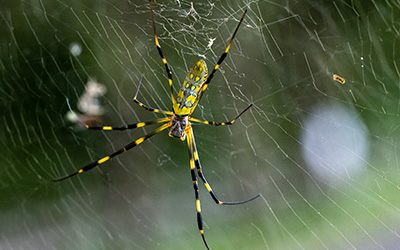 Joro Spider in Oklahoma | Arrow Exterminators, Inc.