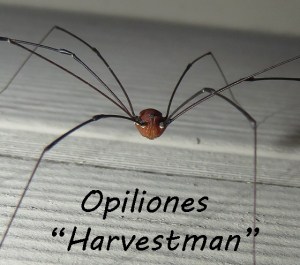 Harvestman spider in Oklahoma attic, totally harmless to humans