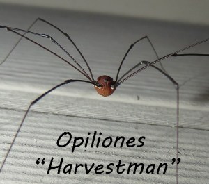 Daddy Long Legs vs Cellar Spiders