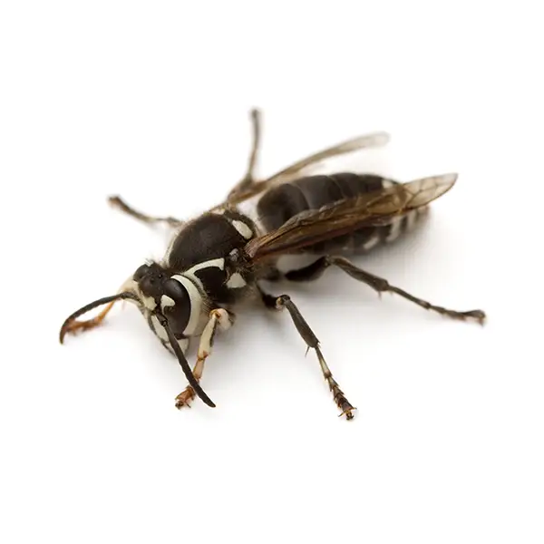 Bald-Faced Hornet