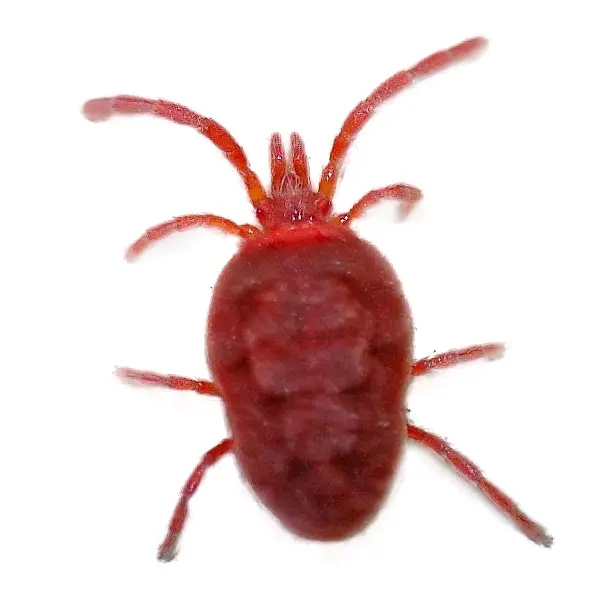 Clover mite