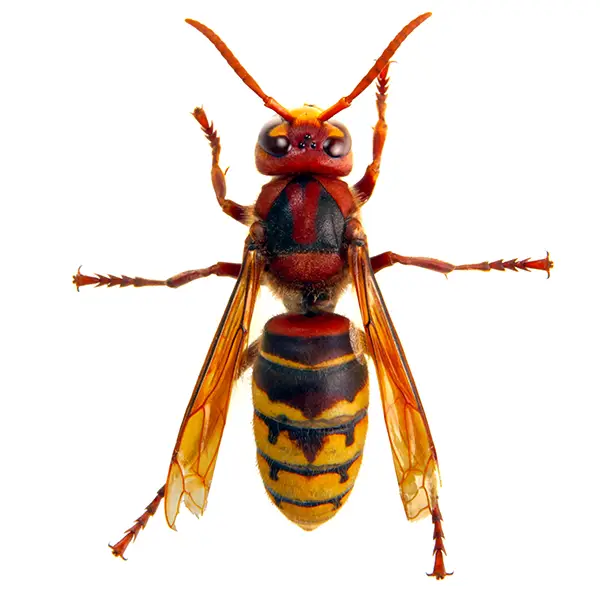 Hornet