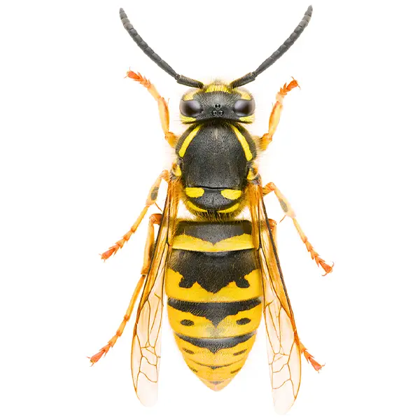 Yellowjacket