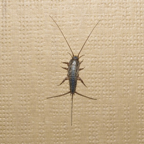 How to Get Rid of Silverfish Infestation