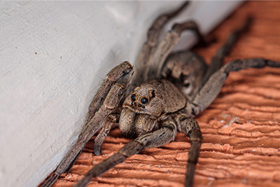 Wolf Spider Activity During Winter in your area