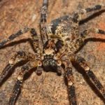 A wolf spider on a rock