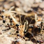 tireless giant black ants in nature