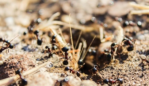 tireless giant black ants in nature