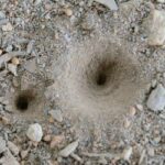antlions build sand pits like these because they are an animal that eats ants in oklahoma