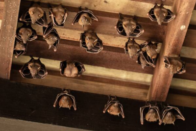 Bats in attic in Oklahoma home - Arrow Exterminators Inc