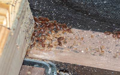 A pile of bed bugs in the corner of a box spring.