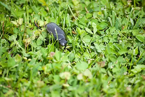 Beetle crawling in grass - Keep pests away from your lawn with Arrow Exterminators in OK