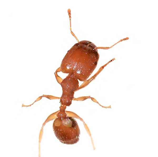 Bigheaded ant