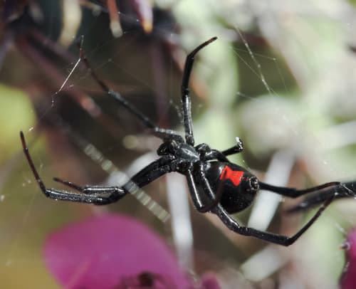 A Black Widow Spider in its Web