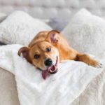Can pets spread bed-bugs in Broken Arrow OK |  Arrow Exterminators, Inc