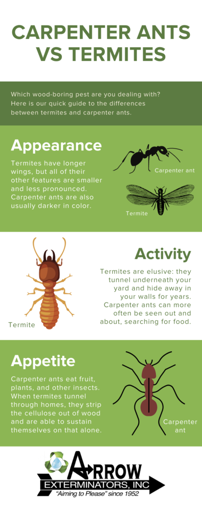 Carpenter ant vs termite infographic - Arrow Exterminators, Inc.