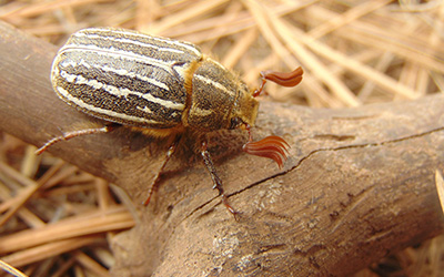 closeup of June bug on a stick outside in Oklahoma