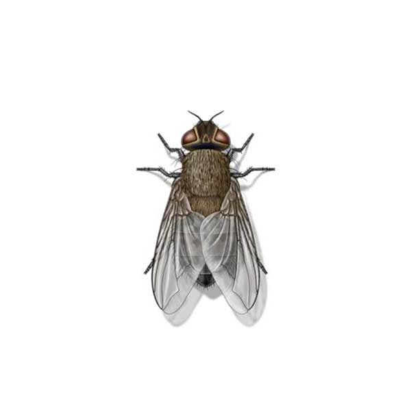 Cluster fly