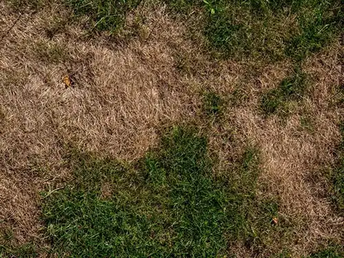 aerial view of dying grass - Keep pests away from your lawn with Arrow Exterminators in OK