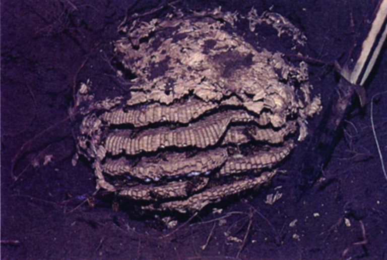 Exposed underground nest of eastern yellowjacket.