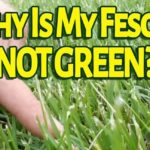 Why Is My Fescue Not Green?