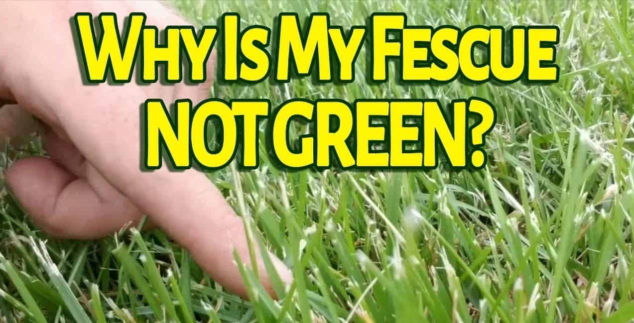 Why Is My Fescue Not Green?