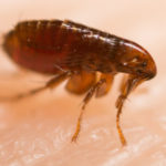 flea identification in Broken Arrow OK |  Arrow Exterminators, Inc