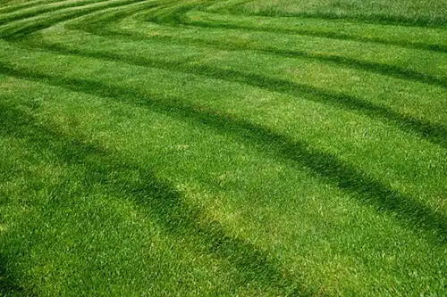 Photo of a freshly cut lawn - Keep pests away from your lawn with Arrow Exterminators in OK