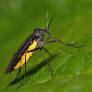 Fungus Fly identification in Broken Arrow OK |  Arrow Exterminators, Inc