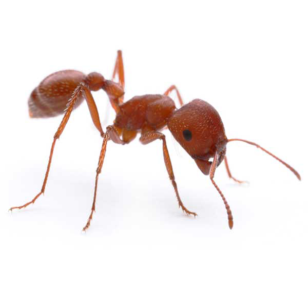 Harvester Ant identification in Broken Arrow OK |  Arrow Exterminators, Inc