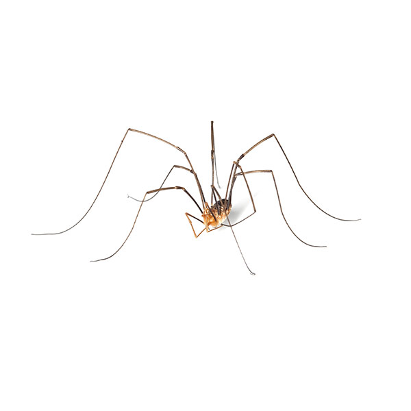 Are Daddy Long Legs the most venomous spider in the world?