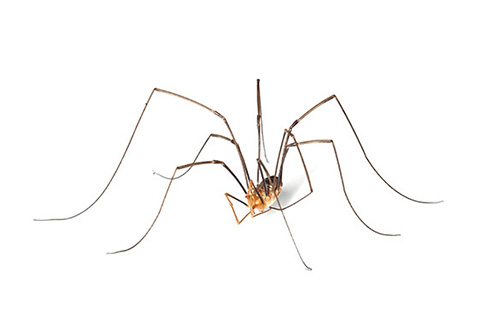 Are Daddy Long Legs the “Most Venomous Spider”? in your area