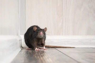 A black rat sitting in a corner indoors, facing the camera. Pest infestations are a constant concern for property managers and can be handled with help from the Arrow Exterminators team.